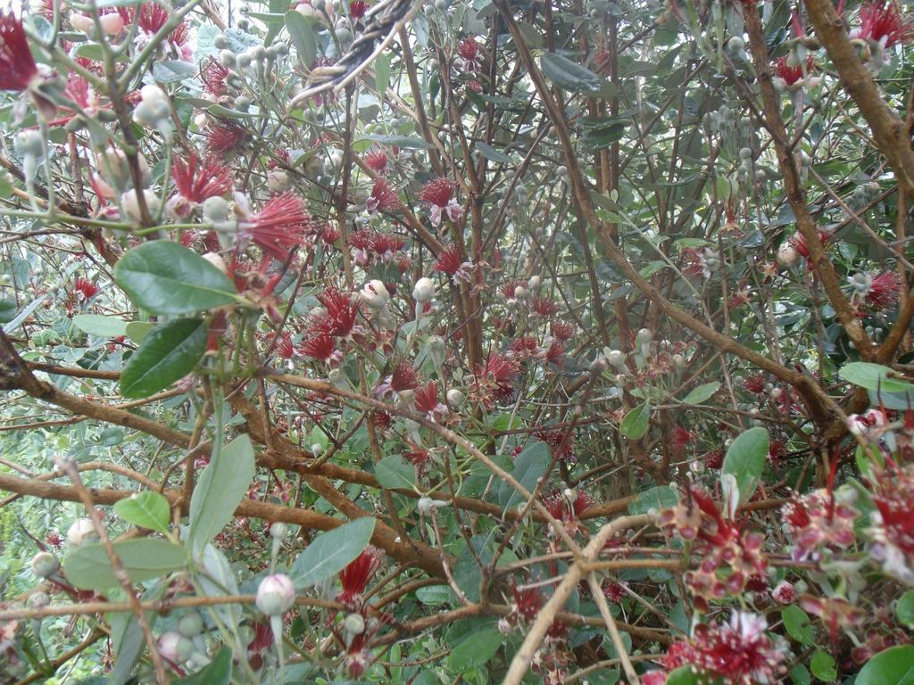 Tropical Fruit Garden Hotel Велас Екстериор снимка