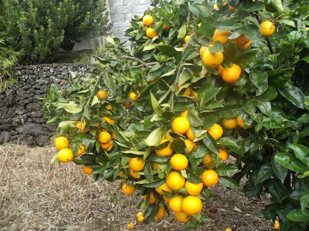 Tropical Fruit Garden Hotel Велас Екстериор снимка