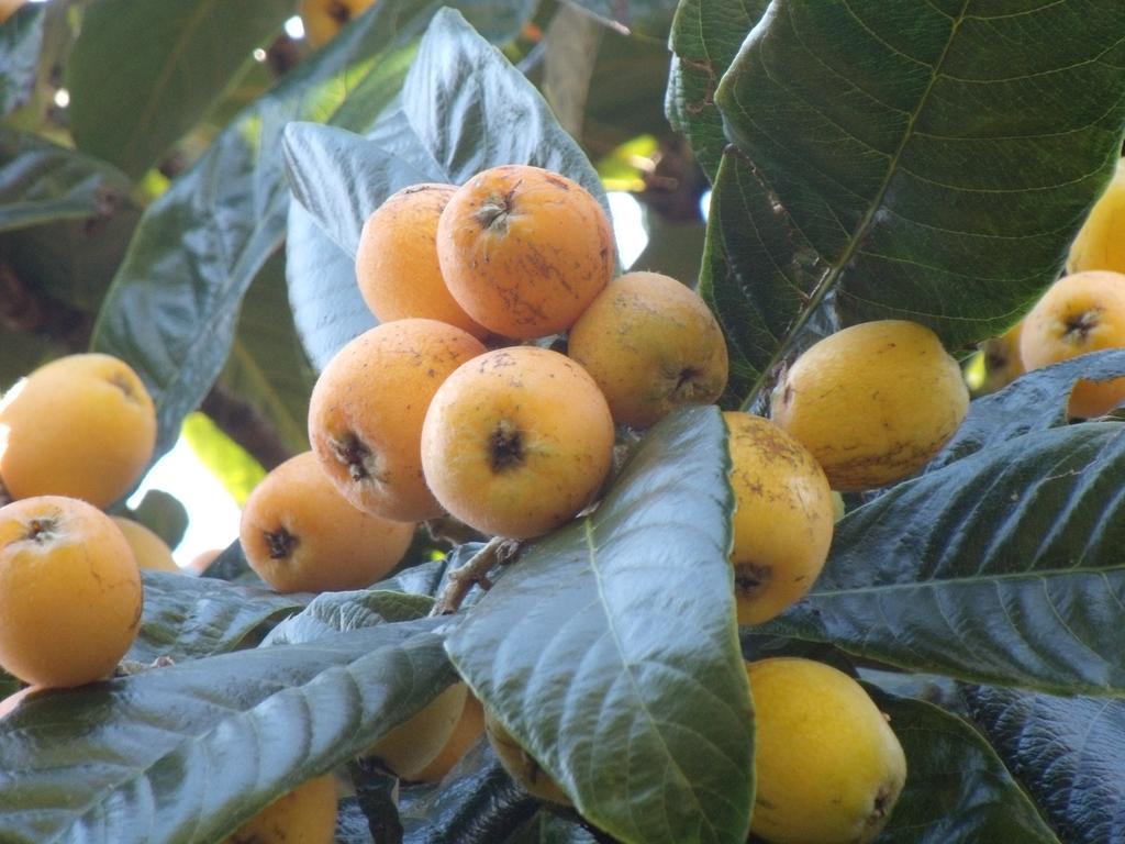 Tropical Fruit Garden Hotel Велас Екстериор снимка